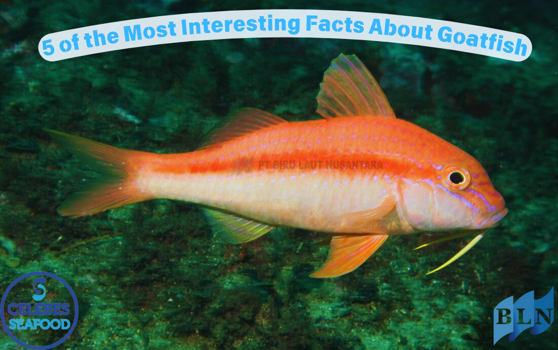 5 of the Most Interesting Facts About Goatfish